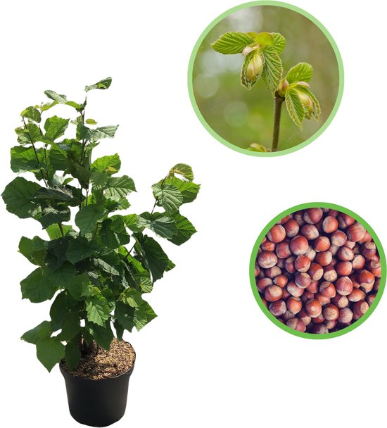 Hazelnootplant in pot met inzetjes van verse blaadjes en een volle mand hazelnoten.