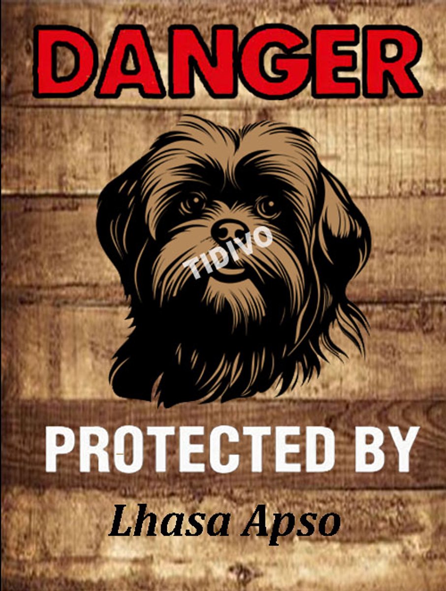 Lhasa Apso 19