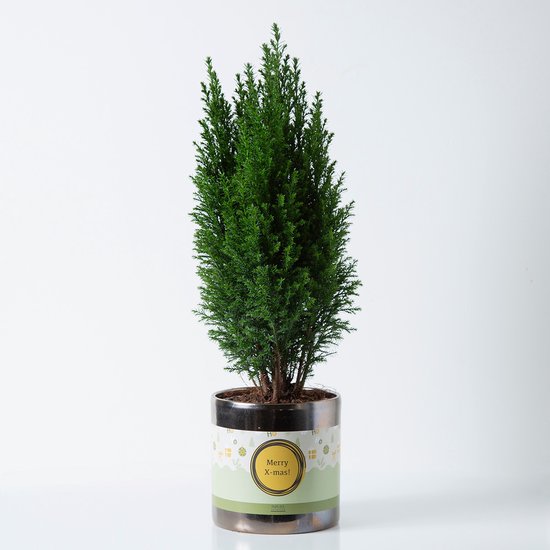 BloomGift | Kerst | Mini-Kerstbomen | Ellwoodii Conifeer | Inclusief pot | 35cm