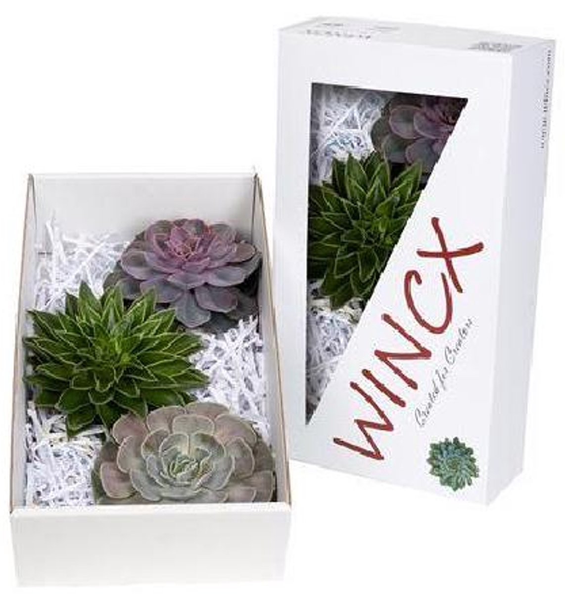 6x Echeveria mix var.wincx 10cm