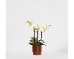 Phalaenopsis Multiflora wit in sierpot Naemi Terra – bloeiende witte Orchidee – kamerplant - 40-55cm - Ø13 – geleverd met plantenpot – vers uit de kwekerij