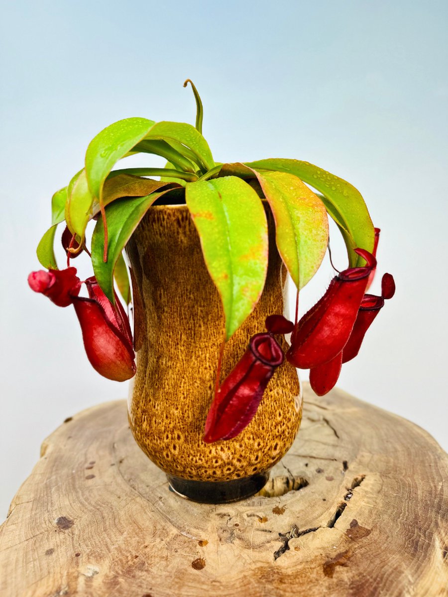 Bekerplant "Nepenthes Bloody Mary" incl. plantenpot Keesje 'Caramel" | Complete set (worden samen geleverd) | Plaats bij aankomst jouw vleesetende plant in de pot en geniet meteen