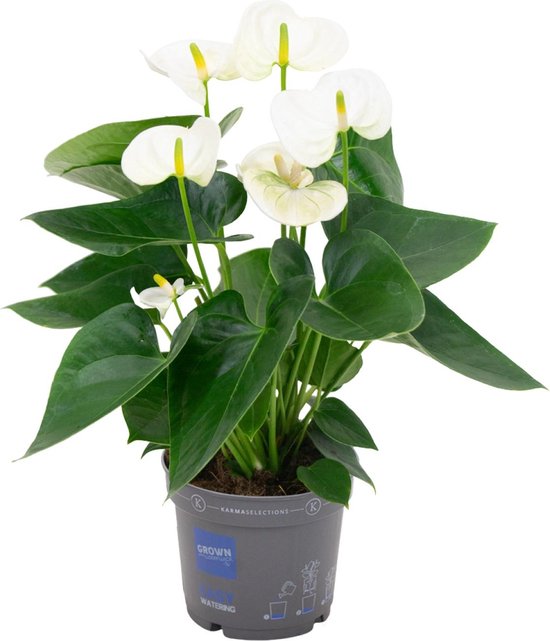 De Flamingoplant, De Liefdesbloem, Tropisch, Kleur Wit, Bloeiende Kamerplant,Anthurium White - Ø12cm - 43cm