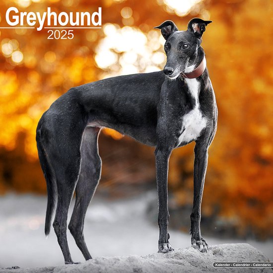 Greyhound Kalender 2026: Pawsome Jaar Voor Fans