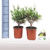 2 stuks De Olijfstruik, Creme/Witte Bloemetjes, Olijfvruichten, Mediterrane Planten, Olea Struik - Ø15cm - 35cm