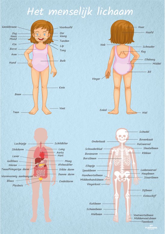 Poster menselijk lichaam vrouwelijk 50cm x 70cm