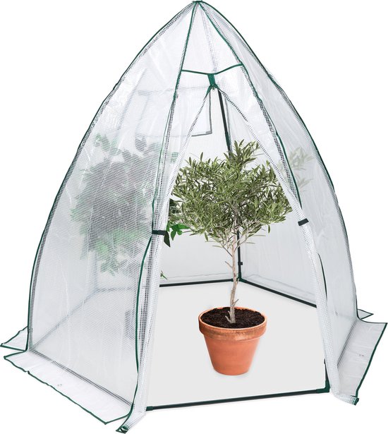 Kleine olijfboom in pot binnenin een transparante tent met groene biezen.