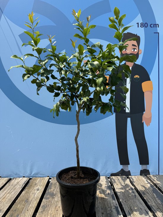 Citroenboom van 150 cm hoog met groene bladeren in een zwarte pot, naast een cartoonfiguur van 180 cm.