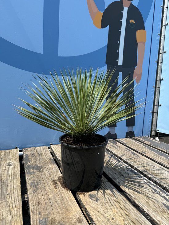 Yucca Rostrata met spichtige groene bladeren in een zwarte pot, op houten planken naast een blauwe afbeelding.