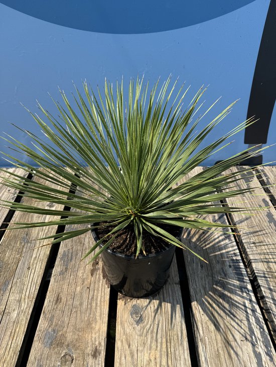 Yucca Rostrata met lange, slanke groene bladeren in een zwarte pot op houten planken.
