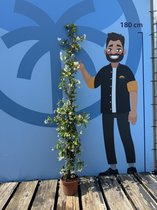 Sunny Tree - Toscaanse Jasmijn - Klimplant - Buitenplant - Winterhard - Trachelospermum Jasminoides - 160 cm
