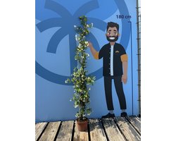 Sunny Tree - Toscaanse Jasmijn - Klimplant - Buitenplant - Winterhard - Trachelospermum Jasminoides - 160 cm