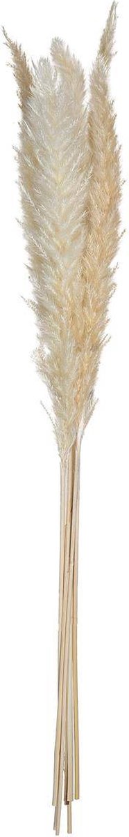 Pampasgras, siergras, 6 stuks, 65 cm