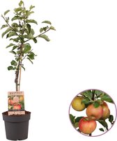 Appelboom, Malus domestica Elstar