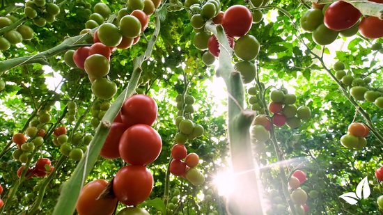 Groentezaden Pakket - 15 Essentiële Soorten - Moestuinzaden - Groentez
