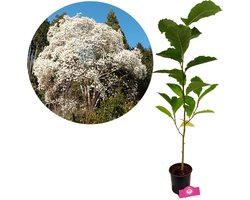 Magnolia kobus - Noordelijke Japanse magnolia - Hoogte 100cm - 14cm pot