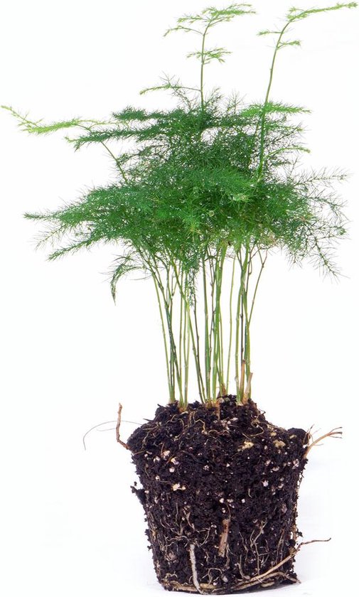 2 stuks De Sierasperge - elegante Terrarium plant - Asparagus Setaceuse Plumosus - Ø6