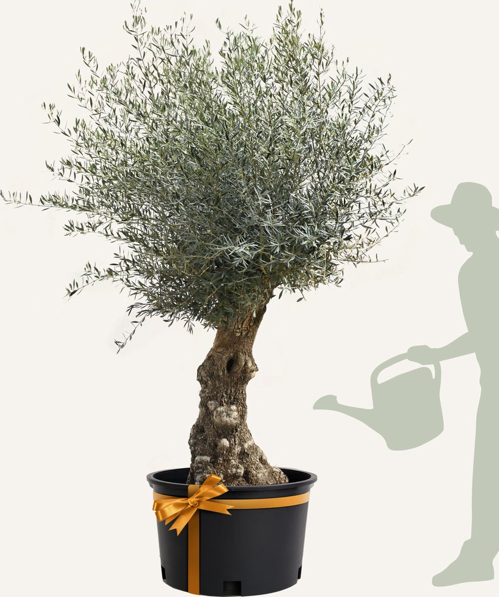Evergreens - Olijfboom - Olea europaea - 'Bonsai' - 80/100 - Olea Europea - Olijfboom op stam in pot - Winterhard - Groenblijvend - Olijven - Voeding