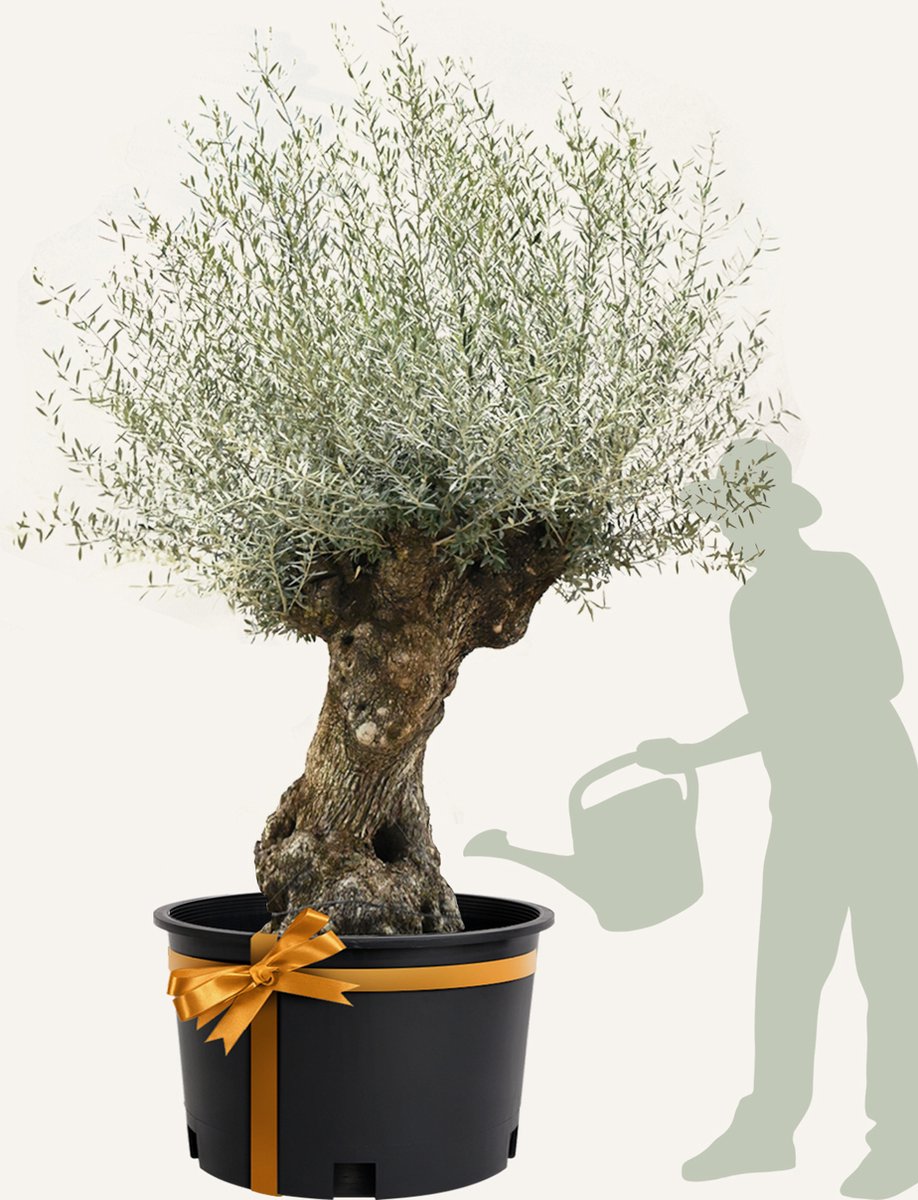 Evergreens - Olijfboom - Olea europaea - 'Bonsai' - 120/160 - Olea Europea - Olijfboom op stam in pot - Winterhard - Groenblijvend - Olijven - Voeding