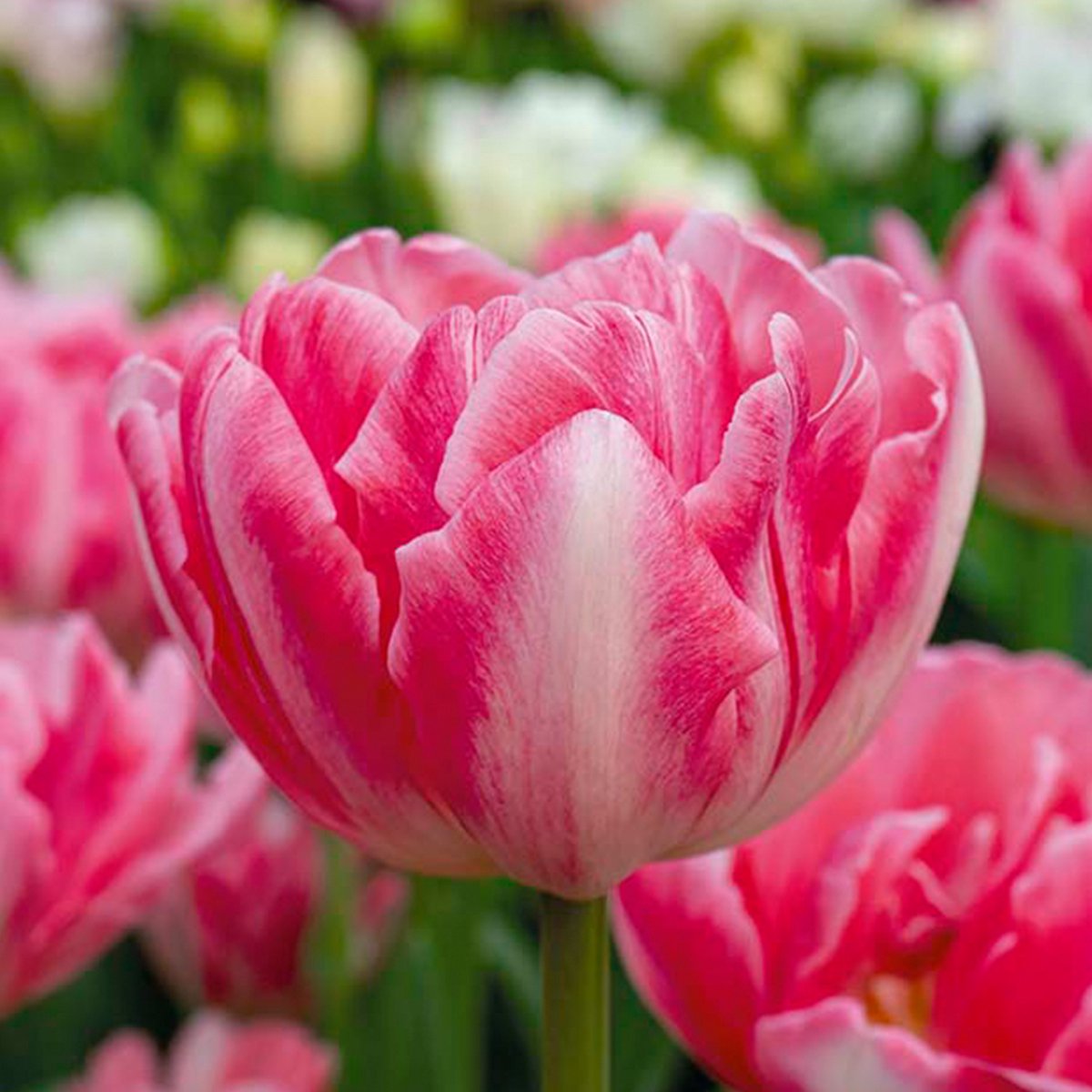 Bloomique - Mix van 20 - Tulipa Double Pink - Tulpenbollen - Dubbele Bloem - Bloembollen - Voorjaarsbloeiend - Meerjarige Planten - Groeit tot 30-35 cm