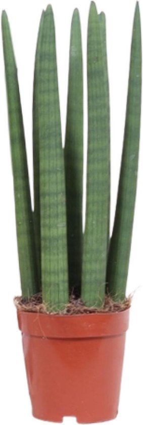 Slangenplant, Vrouwentong, Rechtopstaand Groen Blad, Sansevieria Mikado - Ø12cm - 40cm