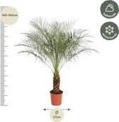 Dwergdadelpalm Phoenix Roebelenii hoogte 150 cm potmaat 27cm