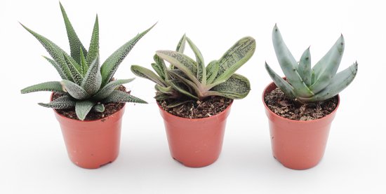 Ikhebeencactus Aloë Hawaorthia Gasteria mini mix 3 stuks