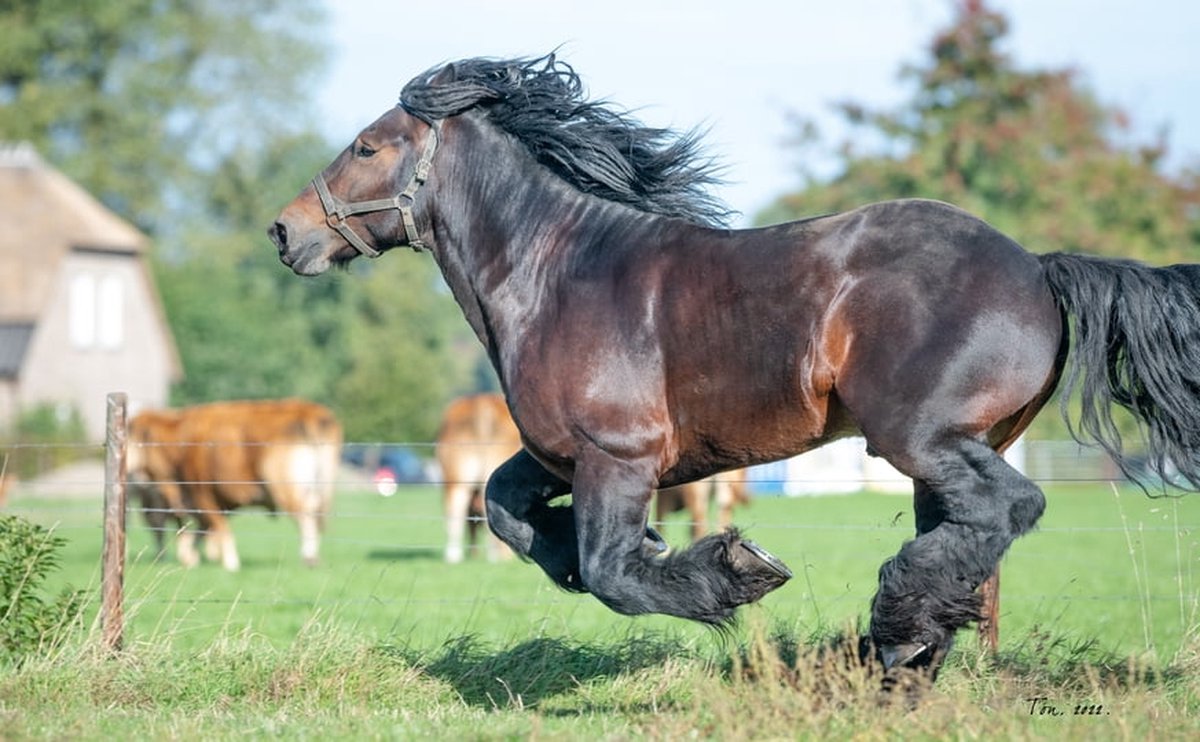Trekpaarden TW22 - Poster - Ton van der Weerden - 40 x 60 cm