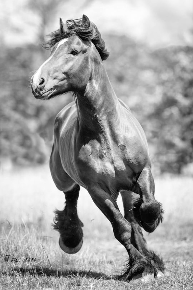 Trekpaarden TW3 - Poster - Ton van der Weerden - 50 x 70 cm