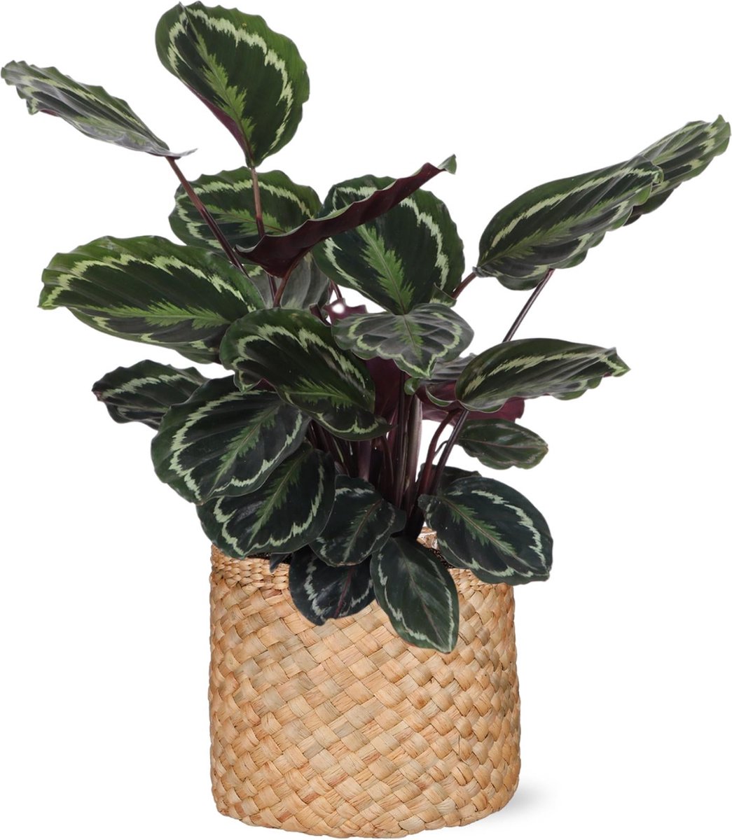 Calathea Medaillon Ø21cm - 70cm in Albury NATURAL mand