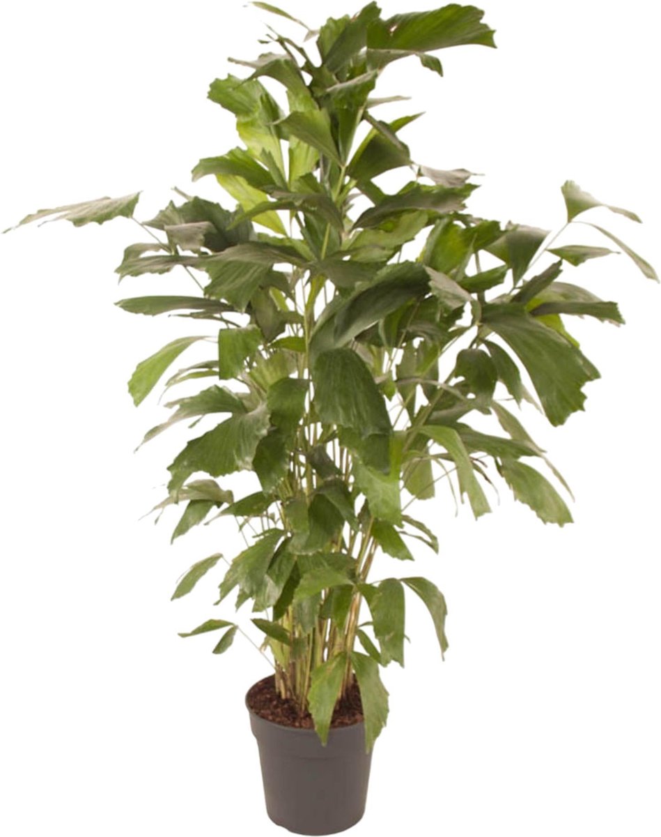 Caryota Mitis - 150 cm - ø27