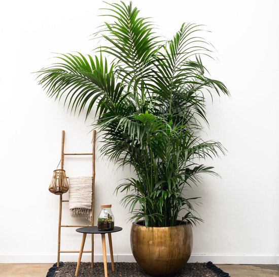 Grote Kentia palm - Howea Forsteriana opvallend - 260cm - ø35 - Kentia Palm XXL