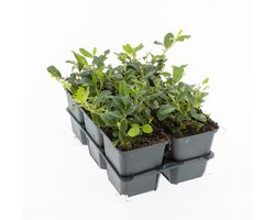 Bodembedekker Dwergmispel - Cotoneaster dammeri - 12 Stuks - P9 - Plant - Tuinplant