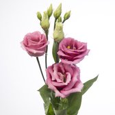 DutchFlowers - Boeket - 10x Eurosita rose pink 70cm