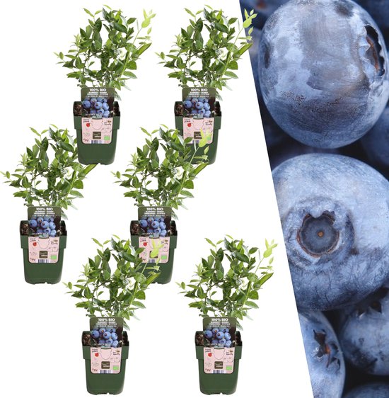 De Blauwe Bosbes, 6 Stuks, Fruitstruik, Vaccinium corymbosum,  Bosbessenplanten BIO - ... | bol