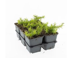 Bodembedekker Rode Kruipphlox - 12 Stuks - Phlox subulata 'Scarlet Flame' - P9 - Plant - Tuinplant