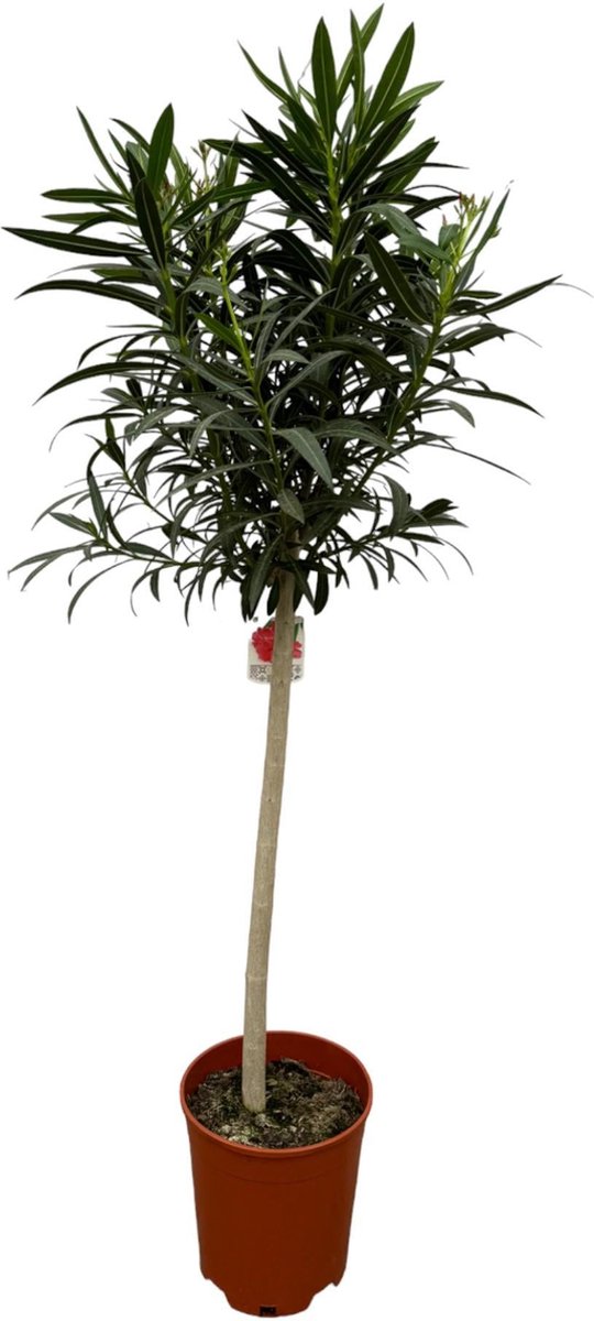 Nerium Oleander op stam met roze bloem - 190 cm - Ø31cm