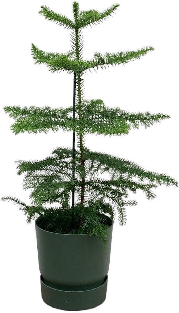 Combi deal - Araucaria (kamerden) inclusief elho Greenville Round groen Ø18 - 60 cm