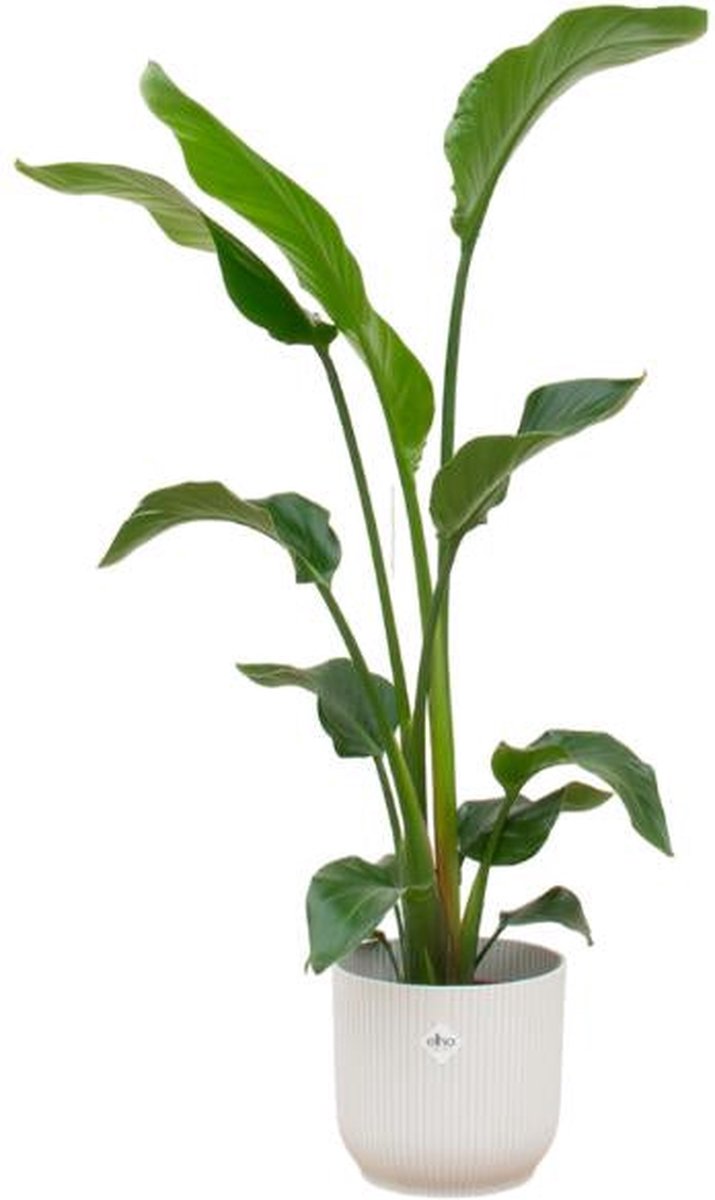 Combi deal - Strelitzia Nicolai inclusief elho Vibes Fold Round wit Ø22 - 100 cm