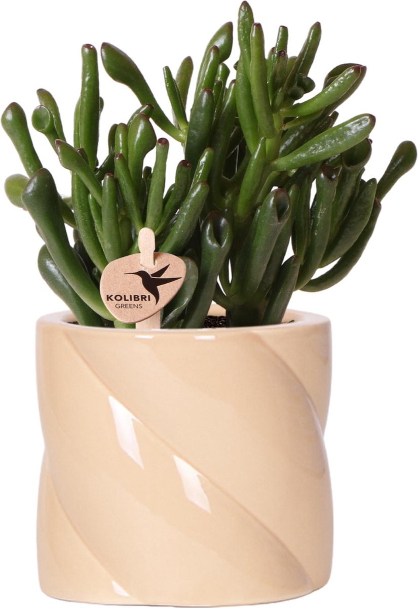 Kolibri Greens | succulent Crassula Hobbit + Candy pot Peach - potmaat Ø9cm | bloeiende kamerplant - vers van de kweker