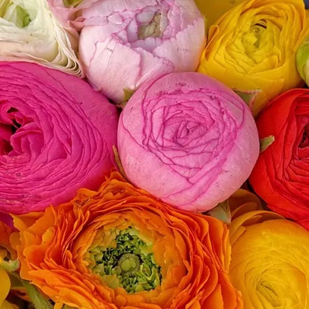 Bulbs by Brenda | Ranunculus Amandine Mix | 10 stuks | ranonkels