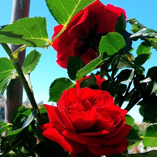 Rosa 'Wettra' - De magnifiques rosiers pour votre jardin