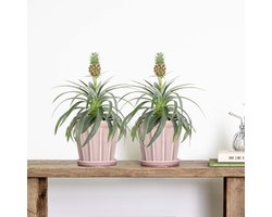 Bloomique - Set van 2 - Ananas Mi Amigo - Ananasplant - Kamerplanten - Diervriendelijk - Luchtzuiverend - Hoogte 30-40 cm - Pot 12 cm