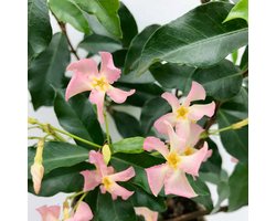 Bloomique - Set van 2 - Trachelospermum Jasminoides - Sterjasmin - Roze - Klimplanten - Tuinplanten - Winterhard - Groenblijvend - Hoogte 50-70 cm - Pot 15 cm