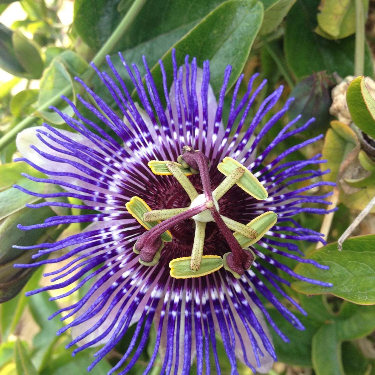Bloomique - Set van 2 - Passiflora Purple Haze - Passiebloem - Paars - Klimplanten - Tuinplanten - Winterhard - Hoogte 50-70 cm - Pot 15 cm