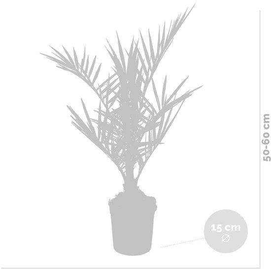 Grijze illustratie van een palmplant in een pot, met afmetingen 50-60 cm hoog en een potdiameter van 15 cm.