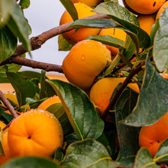 Diospyros Kaki 'Jiro' - Sharonfruit - Wortelgoed - +80cm