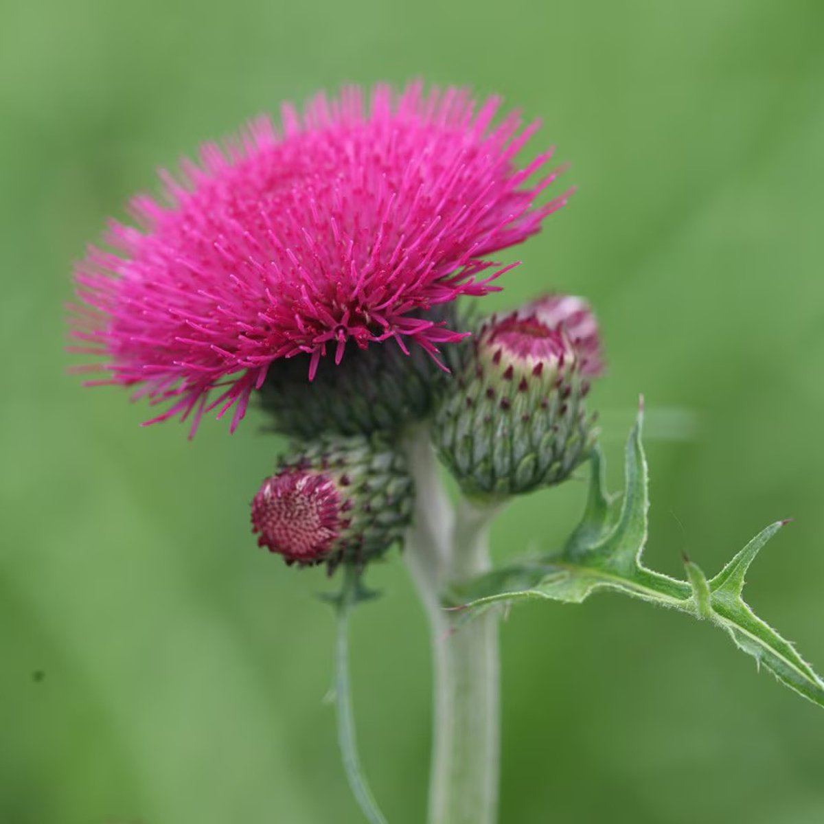 6x Cirsium rivulare 'Atropurpureum' Pot 9x9cm - Prachtige vaste plant voor in de tuin