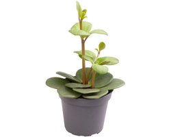 Peperomia Hope - Hoogte 12cm - Pot 6cm