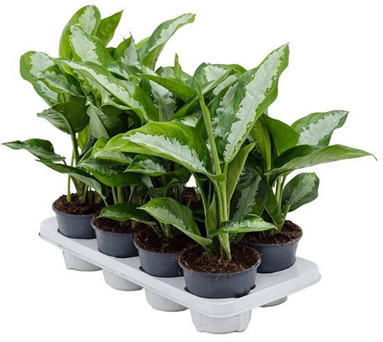 Aglaonema Diamond Bay kopen